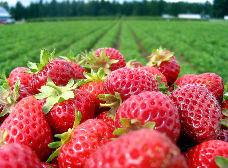 Natural Strawberries and Strawberry Farm Information