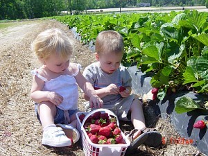 NC Strawberry Association Farm, Growers, and Consumers