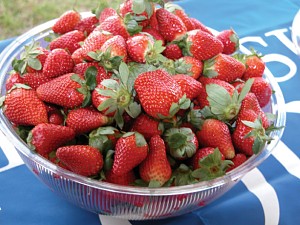About NC Strawberry Association Strawberry Recipes, Farm Information, and more