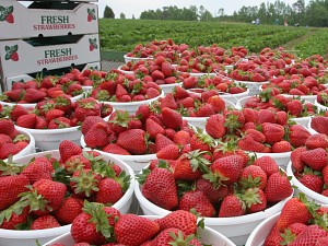 NC Strawberries