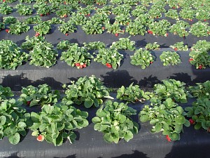 Organic NC Strawberry Farms Strawberry Growers